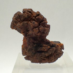 Coprolite-miocene-USA
